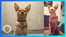 Model Ukraina Menato Dada Kucing Sphinx-nya - TomoNews