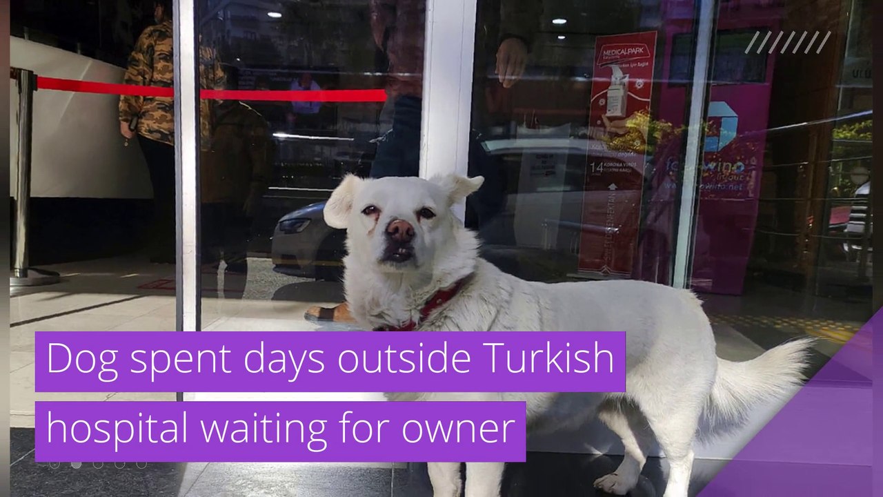 Dog spent days outside Turkish hospital waiting for owner , and other top stories in strange news from January 27, 2021.