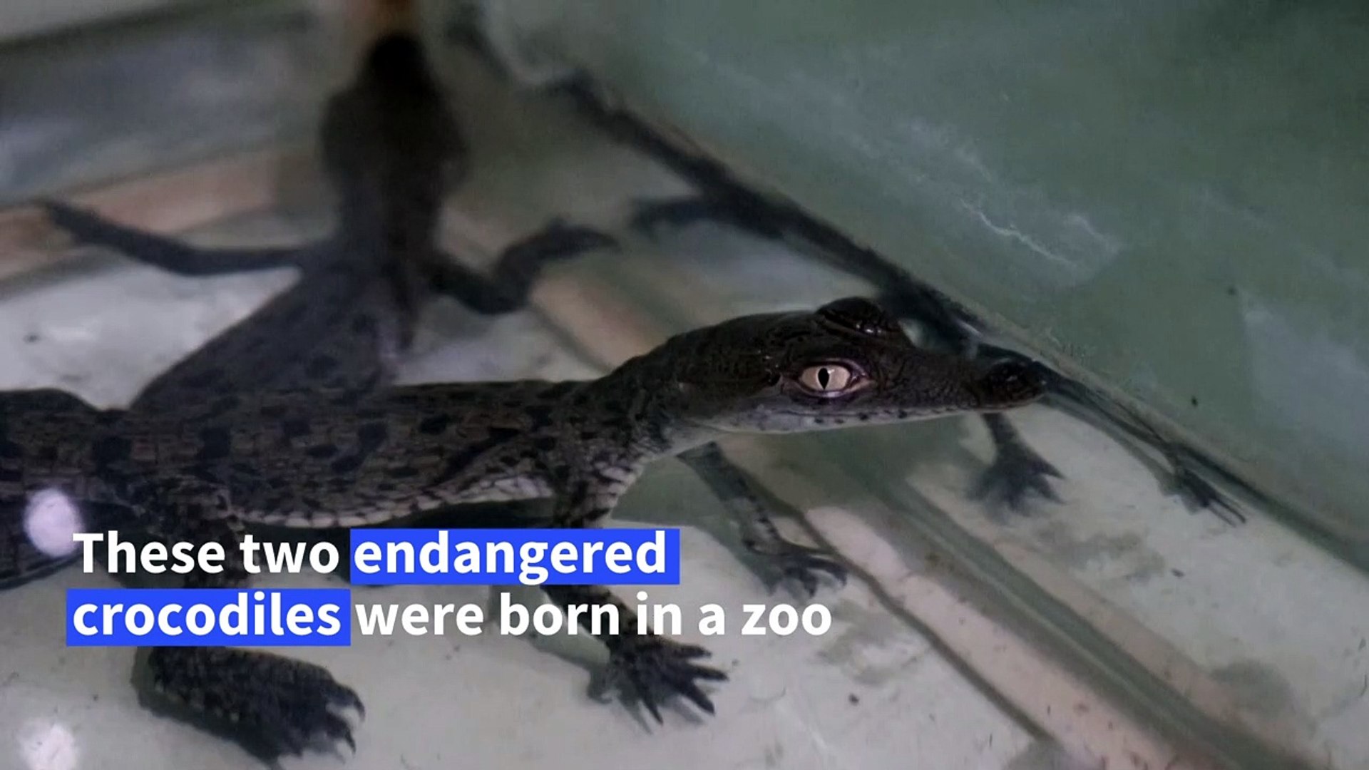 ⁣Two endangered crocodile babies born in Peruvian zoo