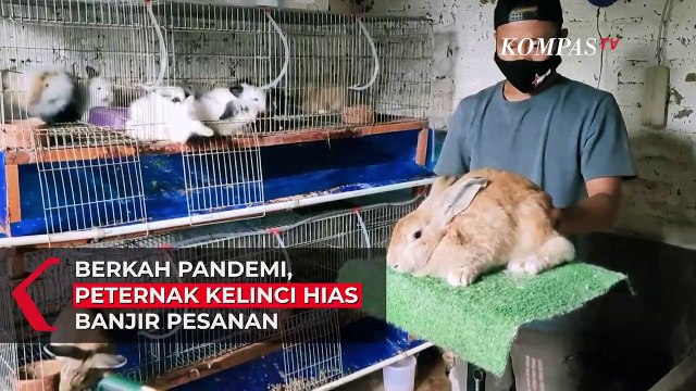 Peternak Kelinci Hias Kebanjiran Pesanan. Apa Penyebabnya?