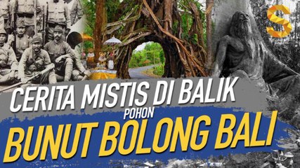 CERITA MISTIS DI BALIK POHON BUNUT BOLONG BALI YANG BERUSIA 100 TAHUN