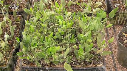 How Its Made - 930 Jojoba Oil - YouTube