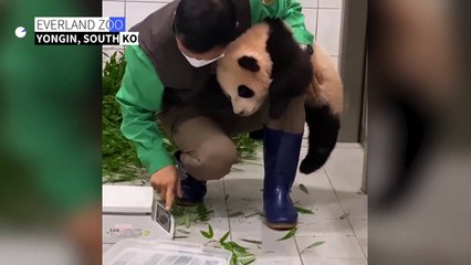 Cub class: clingy baby panda hitches a lift on keeper's leg