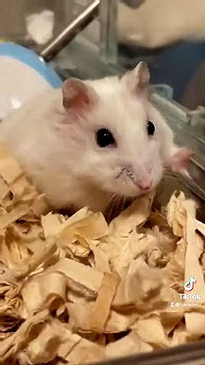 ハムスター