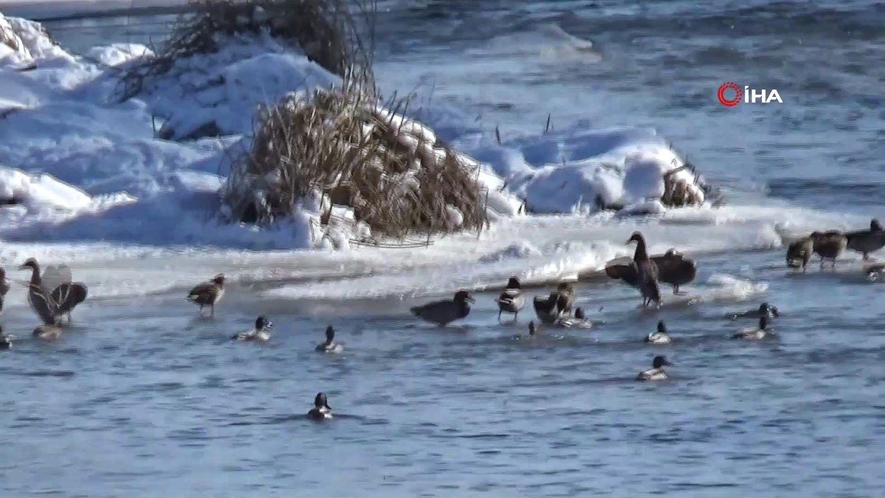 Yeşilbaş ördekler Kars Çayı’nı mesken tuttu