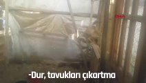 tilkiyi kümeste kıstıran kibar dayı