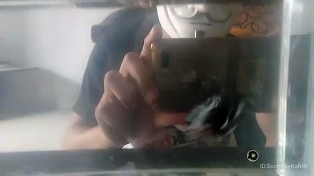 IKAN CUPANG HIAS TERPOPULER 2022