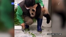 انتشار واسع لفيديو تتشبث فيه صغيرة باندا بساق عامل في حديقة حيوانات في كوريا الجنوبية