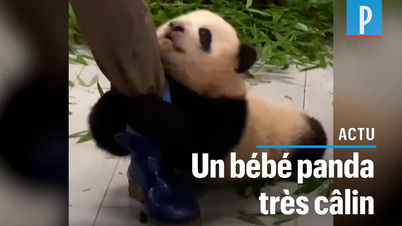 Ce bébé panda reste accroché aux bottes de son soigneur