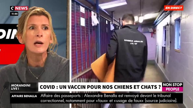Un rapport préconise de vacciner les chiens et les chats contre la Covid: Les explications de la vétérinaire Hélène Gateau - VIDEO