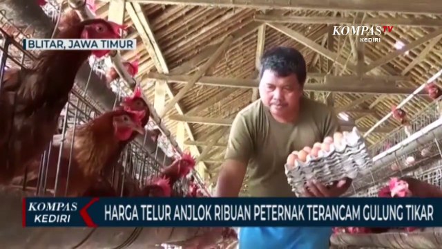 Harga Telur Terus Turun, Ribuan Peternak Terancam Bangkrut