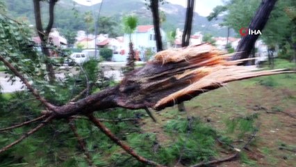 Marmaris’te yağmur ve fırtına ağaçları devirdi