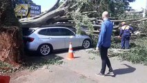 Árvore cai em cima de carro após temporal
