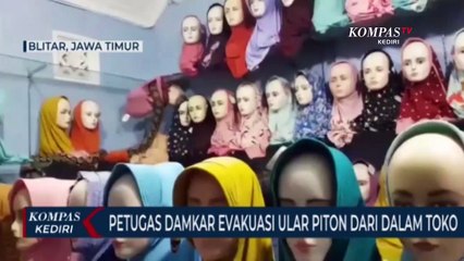 Petugas Damkar Evakuasi Ular Piton Dari Dalam Toko