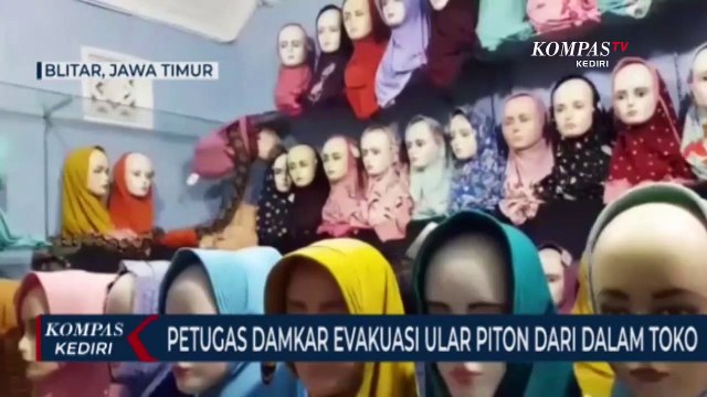 Petugas Damkar Evakuasi Ular Piton Dari Dalam Toko