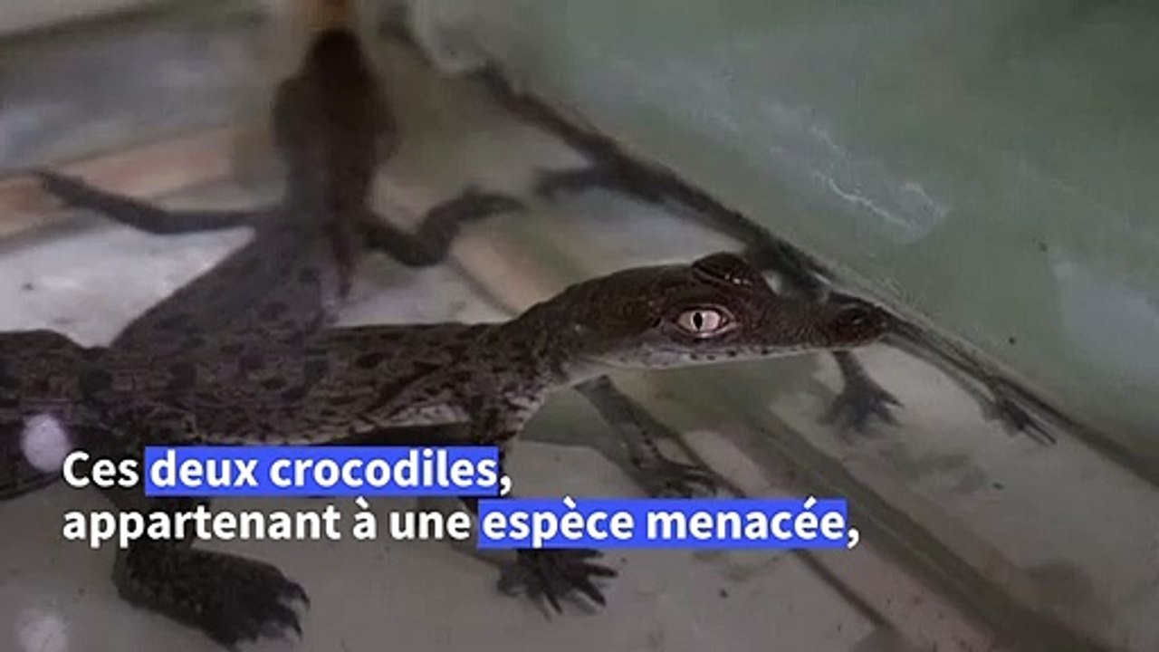 Au Pérou, naissance de bébés crocodiles d'une espèce menacée