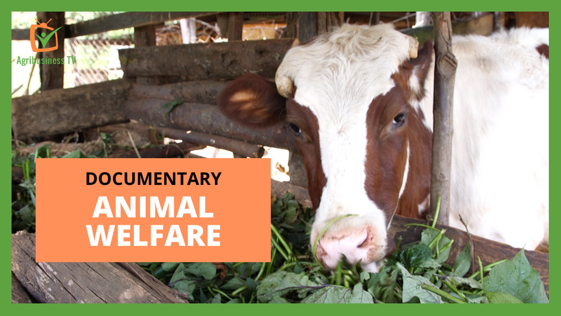 Documentary: Animal Welfare