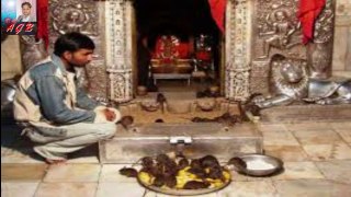 रहस्यमयी करणी माता मंदिर में 20000 चूहों का क्या है राज ? MYSTERY OF RATS IN KARNI MATA MANDIR.