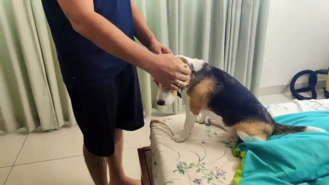 Doggy Decides When the Pats Will Stop