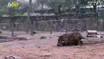 These Adorable Elephants Enjoyed a Snow Day