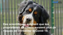 Covid-19: pourquoi vous êtes plus exposé si vous avez un chien
