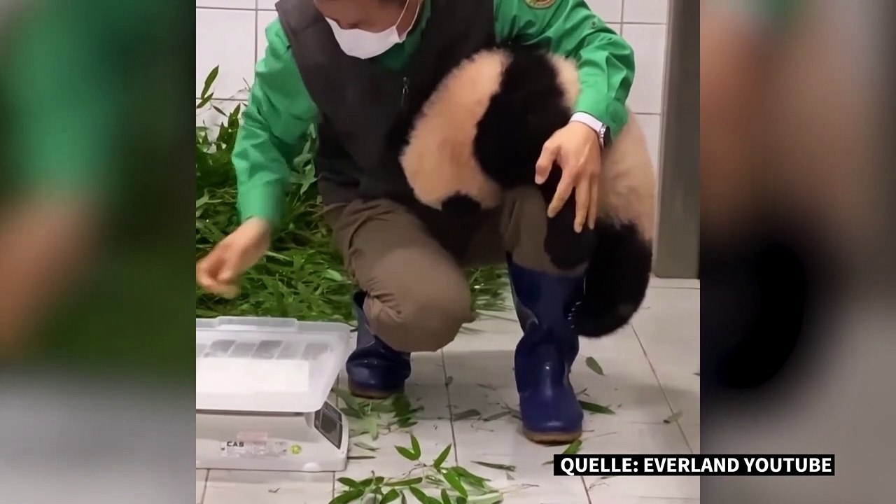 Anhängliches Panda-Baby wird zum Youtube-Hit