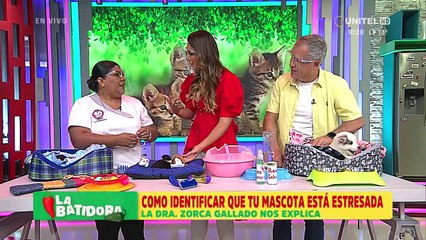 ¿Cómo saber si nuestra mascota está estresada?