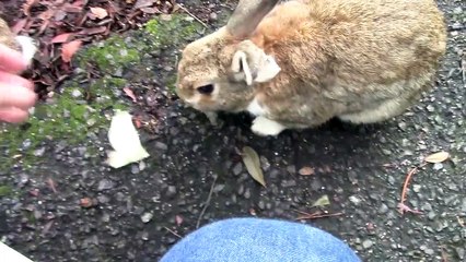 【JAPAN】Rabbit island.