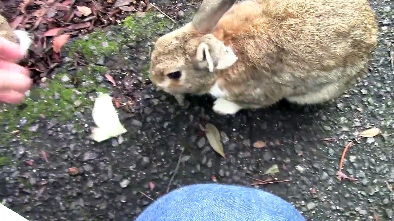 【JAPAN】Rabbit island.