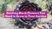 Exciting Black Flowers You Need to Grow in Your Garden