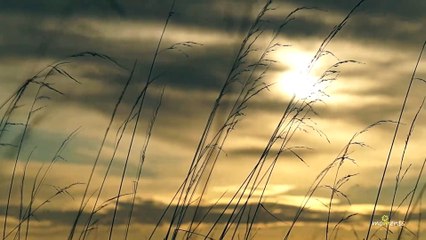 Music with Meaning: Look at the sunset, the beauty - the one above, the painter that you need | Creep, Emmit Fenn | Relax video