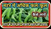 Matar Ki Paidawar Kaise Badhaye|मटर में फल-फूल की दवाई|मटर में फल-फूल अधिक कैसे लायें|Matar Ki Kheti