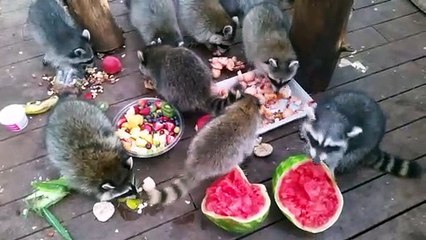 Raccoons Feed on Breakfast Buffet