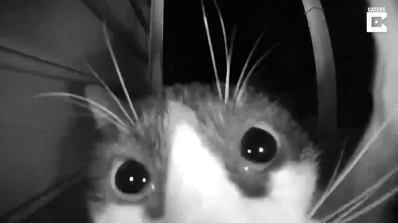 Quand il veut rentrer, ce chat sonne à la porte... Normal