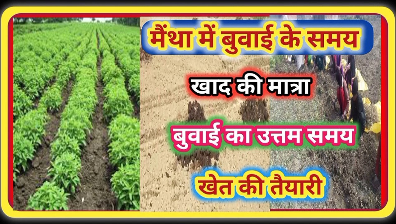 Mentha Ki Kheti Kaise Kare|Mentha Buvai Ke Samay Khad Ki Matra|मेंथा बुवाई के समय खाद की सही मात्रा|