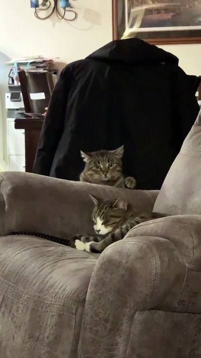 Ce chat décide d'abandonner sa mission après avoir été repéré