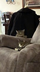 Ce chat décide d'abandonner sa mission après avoir été repéré