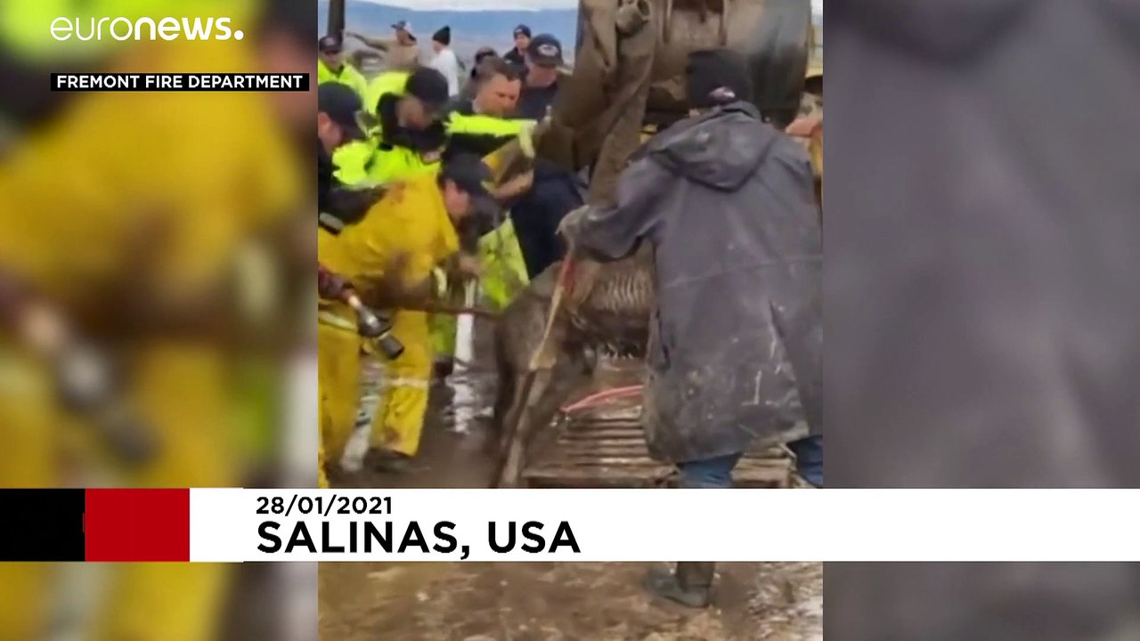 Pferderettung: Befreiung nach 18 Stunden im Schlamm
