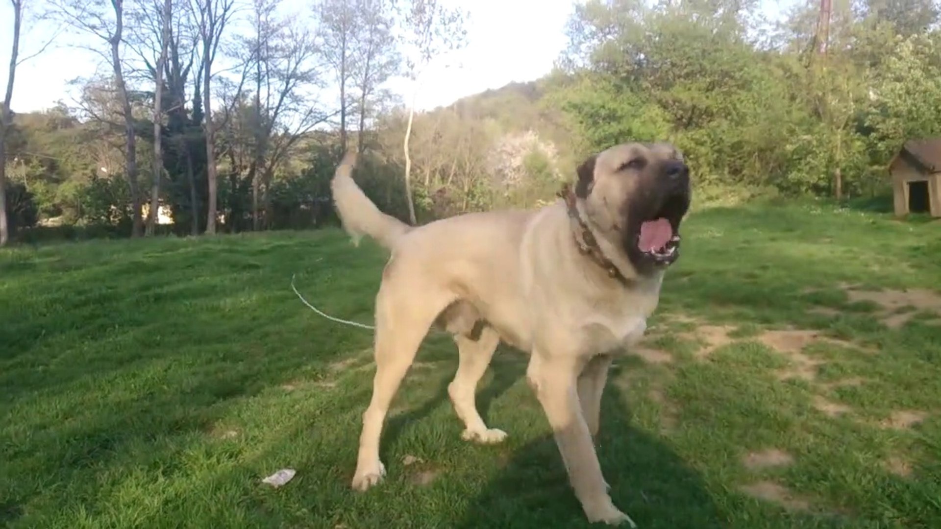 ⁣ANADOLU COBAN KOPEGi MEKANA KiMSEYİ YAKLASTIRMIYOR - ANATOLiAN SHEPHERD DOG