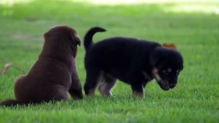 Cute Puppy playing in the park