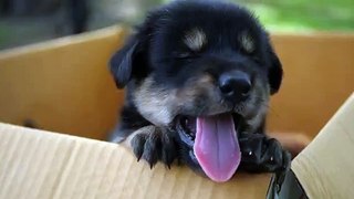 Little Puppy Sits in a Cardboard Box