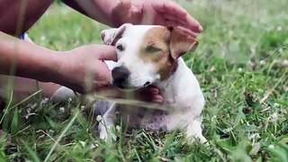 Man petting the dog's head with love!