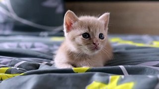 Scottish kitten playing on the bed