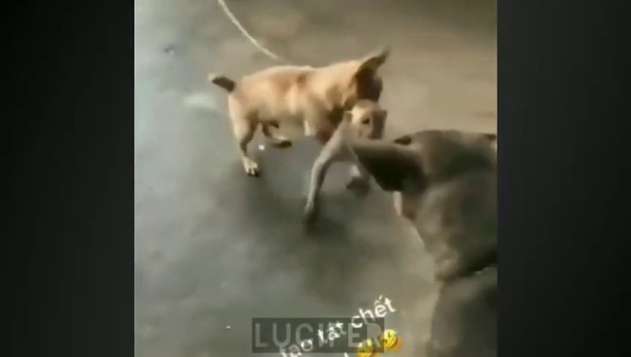 Funny_monkey_compilation_cute_monkey_and_dog_video.funny_monkey