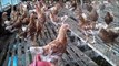 Profitable layer chicken farming | লাভজনক লেয়ার মুরগি পালন | বাংলাদেশে লেয়ার মুরগি পালন