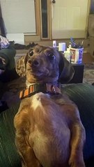 Dachshund Watches on Intently at Dinner Time