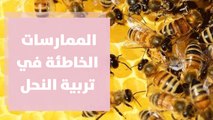 الممارسات الخاطئة في تربية النحل