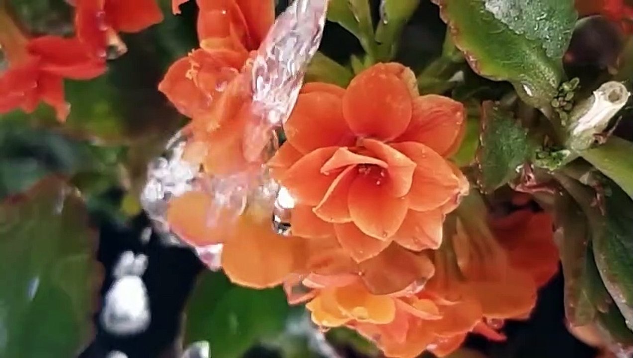 CANCIÓN DE MEDICINA, _FLOR DAS AGUAS_ DEL MAESTRO IRINEU, SANTO DAIME. INTERPRETADA POR ALEX Y FABY