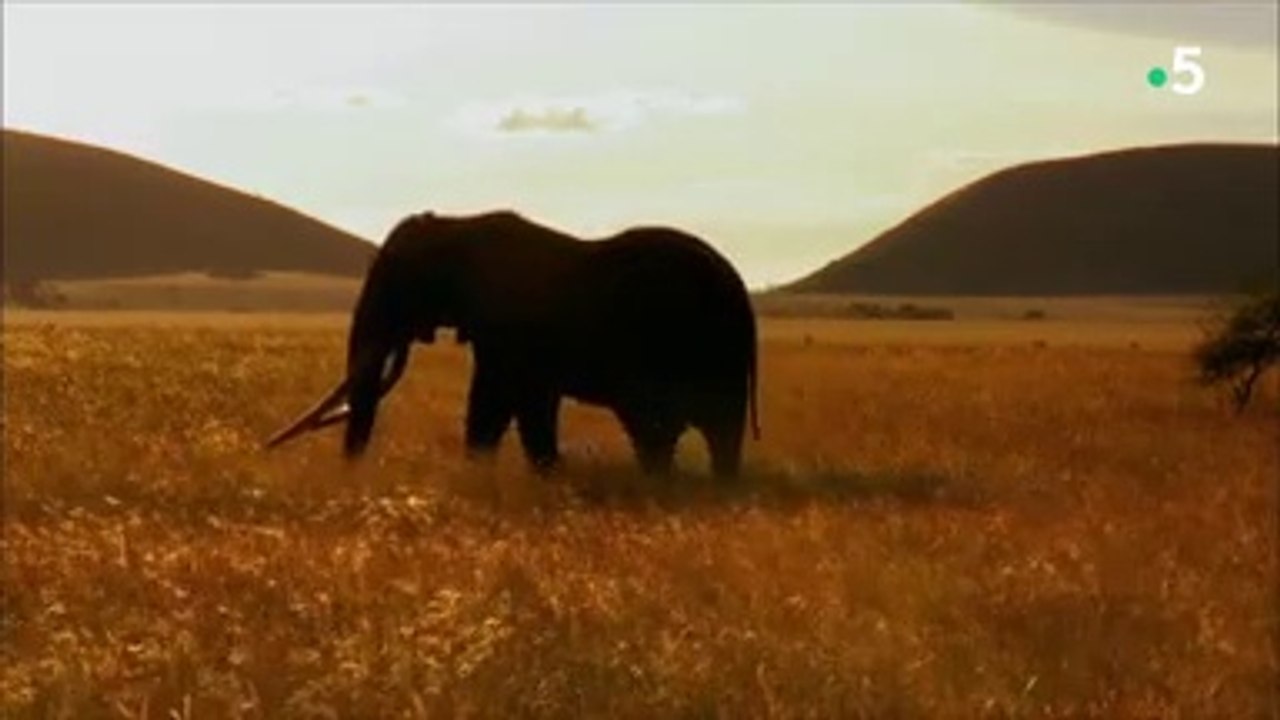 24 heures dans la nature  -  La loi de la savane