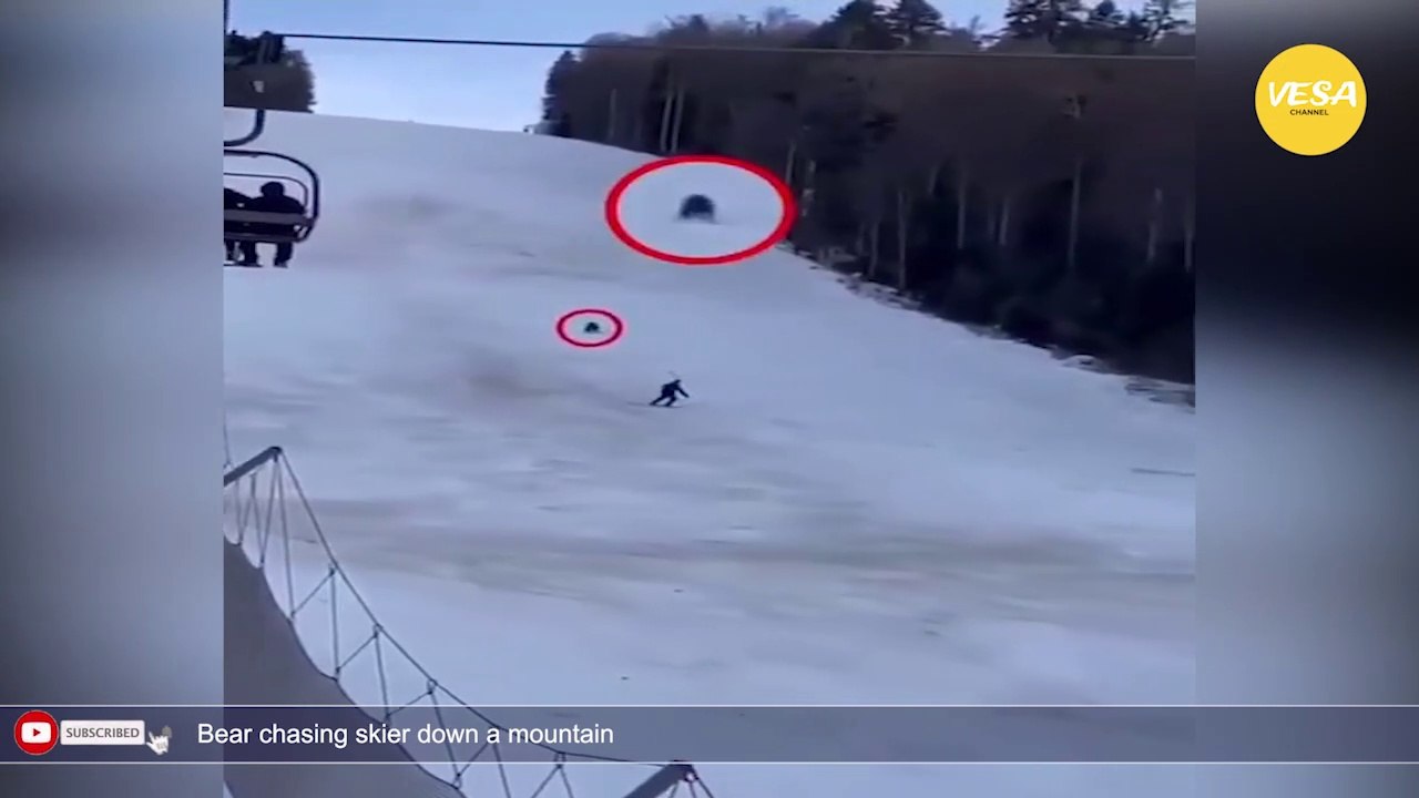 Bear chasing skier down a mountain